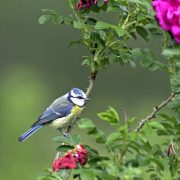 Kopfüber hängen sie mitunter an den Zweigen: Die lebhaften Blaumeisen lieben Gärten mit alten Bäumen (Foto: F. Hecker)