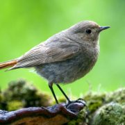 Er ist einer der ersten Zugvögel, die zu uns zurückkehren: Der heiser-singende Hausrotschwanz (Foto: Fotonatur)