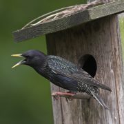 Kann die Stimmen anderer Vögel perfekt nachahmen: Der Star (Foto: F.Hecker)