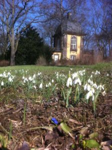 Schneeglöckchen auf dem Lindener Bergfriedhof