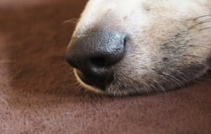 Der Feiner Geruchssinn des Hundes