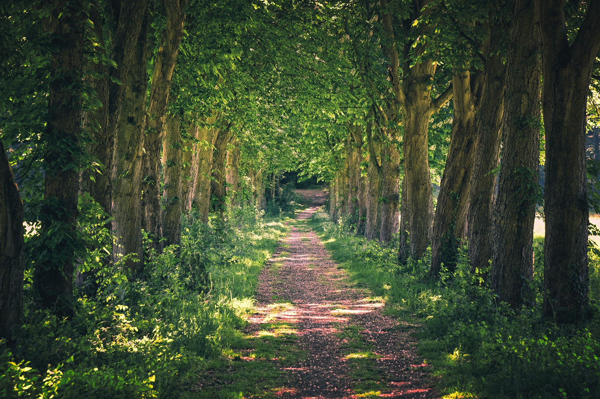 Waldweg