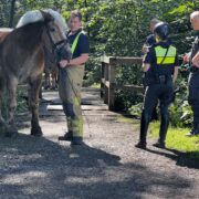 Gerettetes Pferd der Polizeireiterstaffel