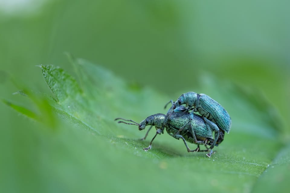 Titelbild der Fotoausstellung "Kleine Welt ganz groß"