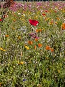 Wildblumenwiese