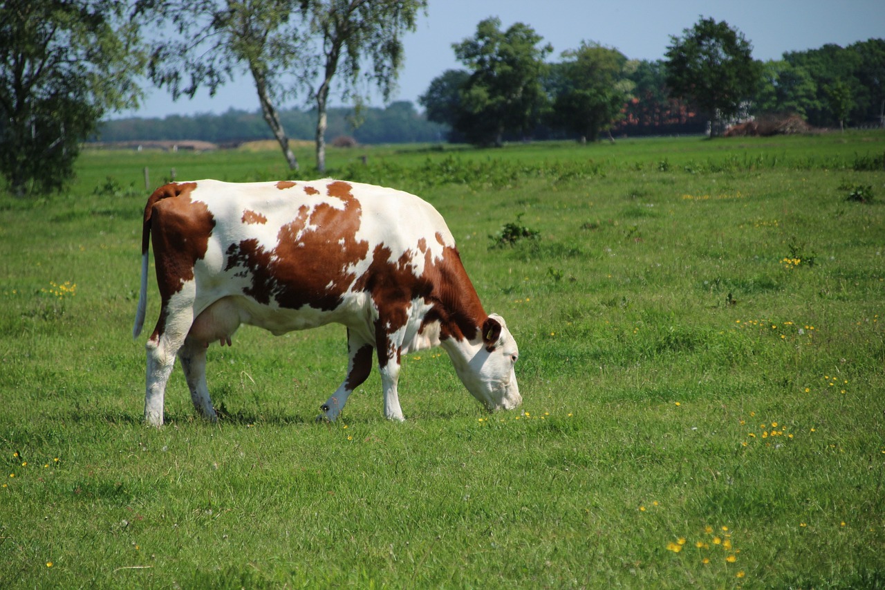 Kuh auf der Weide